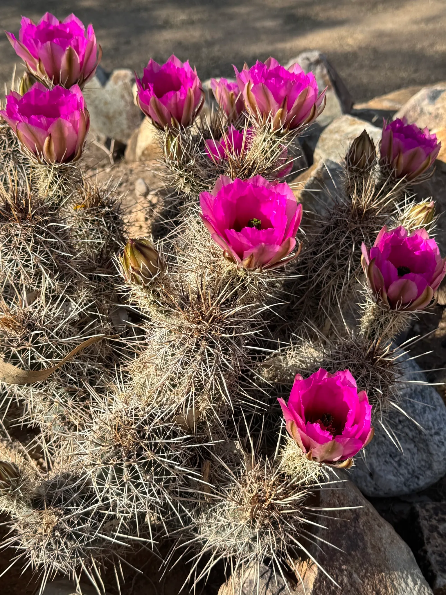 Robust Hedgehog Cactus (Echinocereus Fasciculatus) — scientifically known as Echinocereus fasciculatus; offers a unique and striking addition to any arid