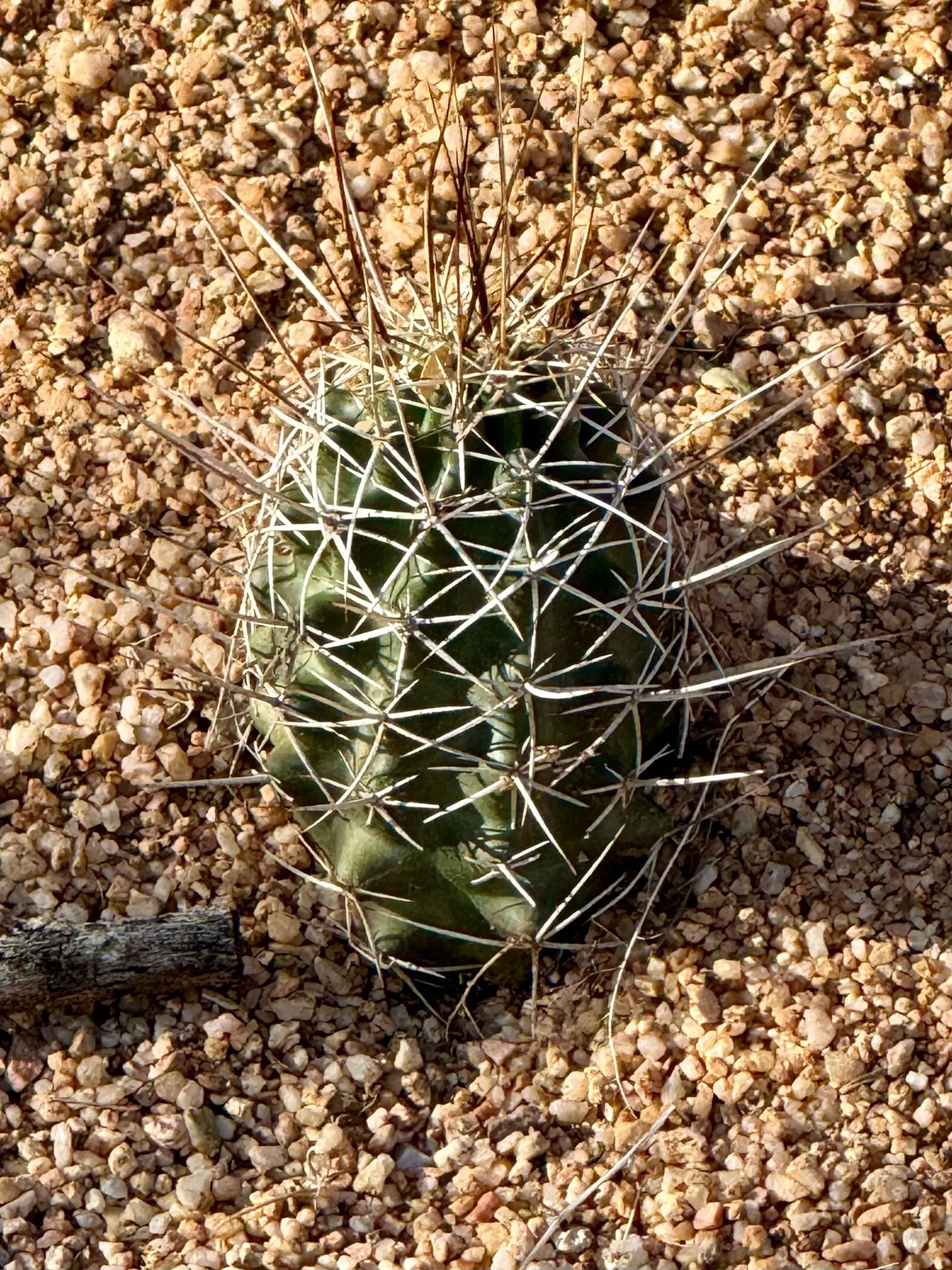 Robust Hedgehog Cactus (Echinocereus Fasciculatus) — it is essential to consider its requirements for full sun and well-draining soil to avoid root rot