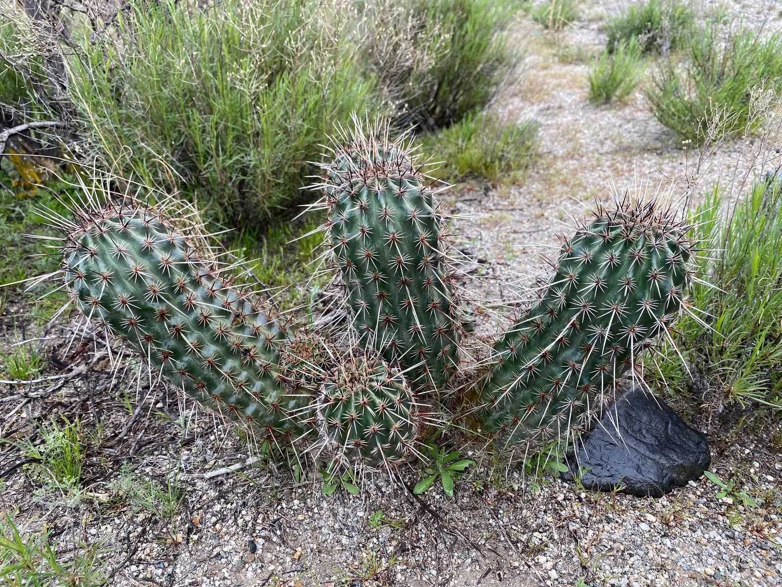 Robust Hedgehog Cactus (Echinocereus Fasciculatus) — each reaching 6-12 inches tall; each stem is adorned with a series of pronounced ribs lined with areoles