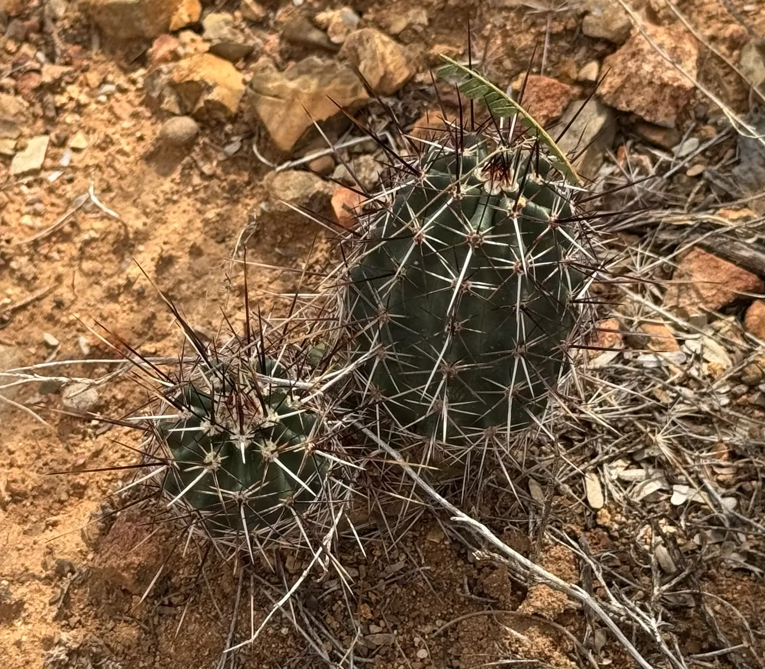 Robust Hedgehog Cactus (Echinocereus Fasciculatus) — Ideal for rock gardens and desert-themed landscapes; it is essential to consider its requirements for full