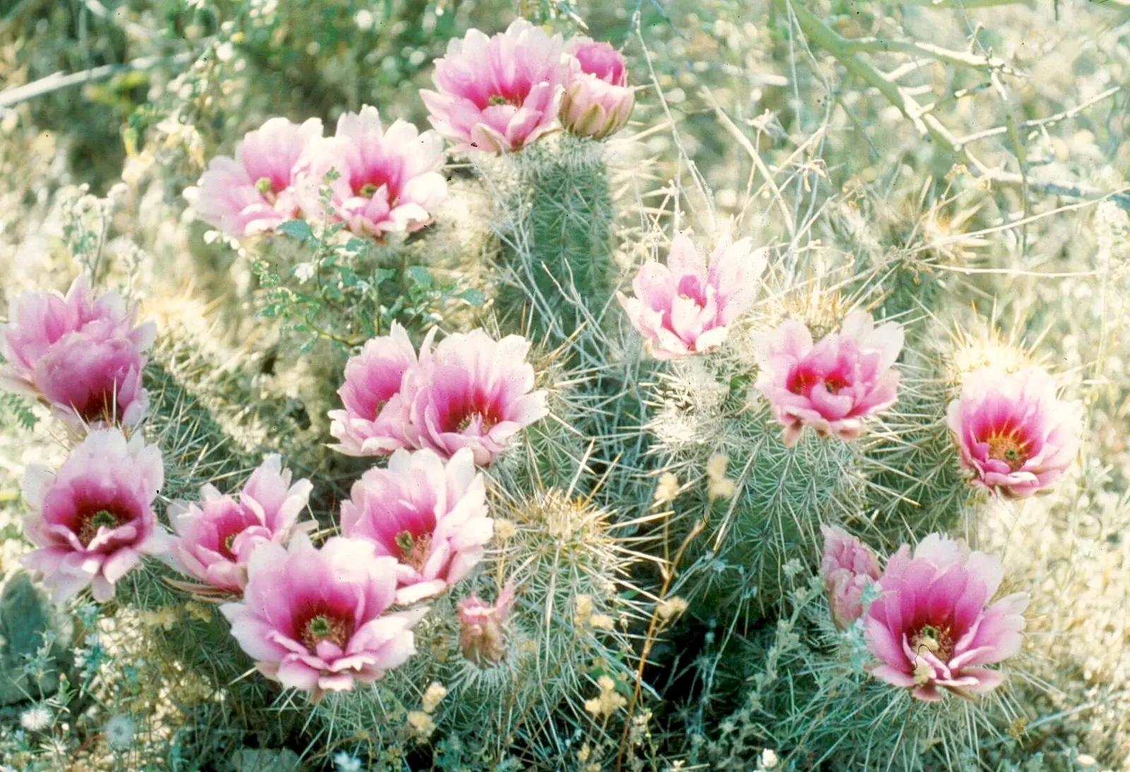 Robust Hedgehog Cactus (Echinocereus Fasciculatus) — making it a versatile choice for various climates; scientifically known as Echinocereus fasciculatus