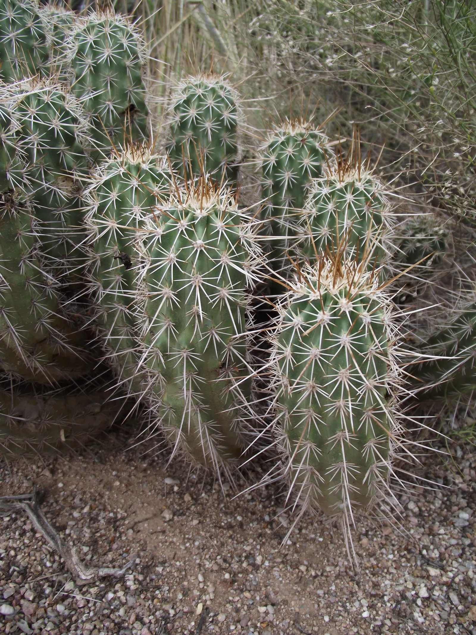 Robust Hedgehog Cactus (Echinocereus Fasciculatus) — presents a cluster of spiny stems; suited for USDA Zone 9-11, it thrives in well-drained soils with full