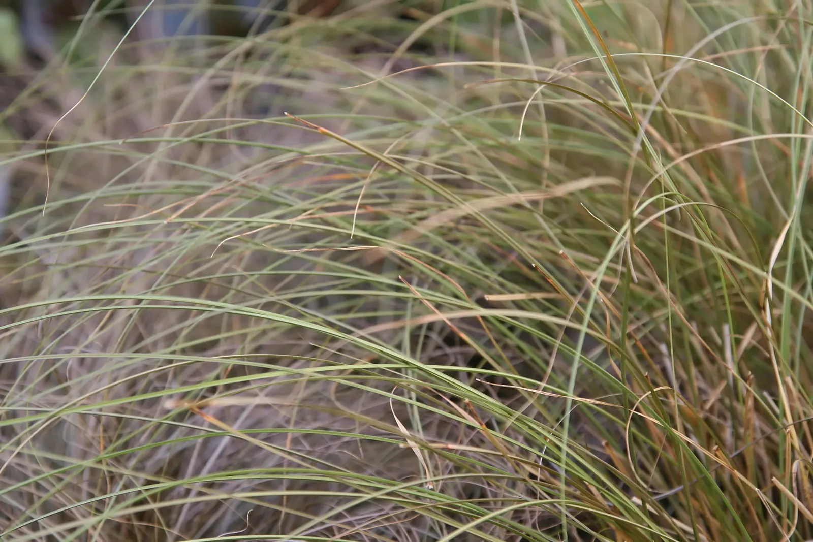 Curly Top Or Leather Leaf Sedge (Carex 'Toffee Twist') — It thrives in USDA zones 7-10, preferring partial to full sun and moist, well-drained soil