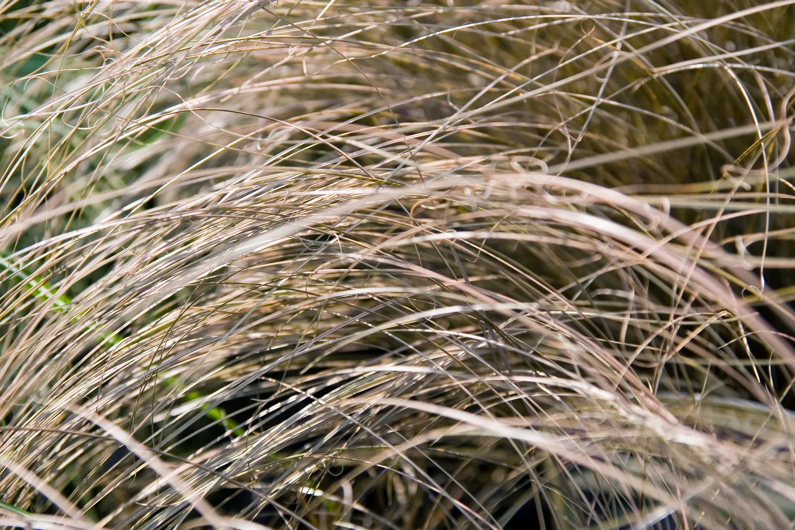 Curly Top Or Leather Leaf Sedge (Carex 'Toffee Twist') — Toffee Twist's unique texture and color make it a captivating addition to garden borders