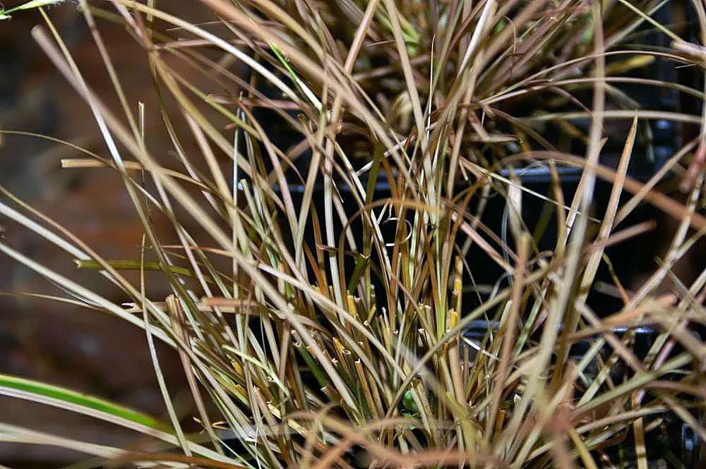 Curly Top Or Leather Leaf Sedge (Carex 'Toffee Twist') — This perennial averages 18-24 inches in height and spreads up to 24 inches