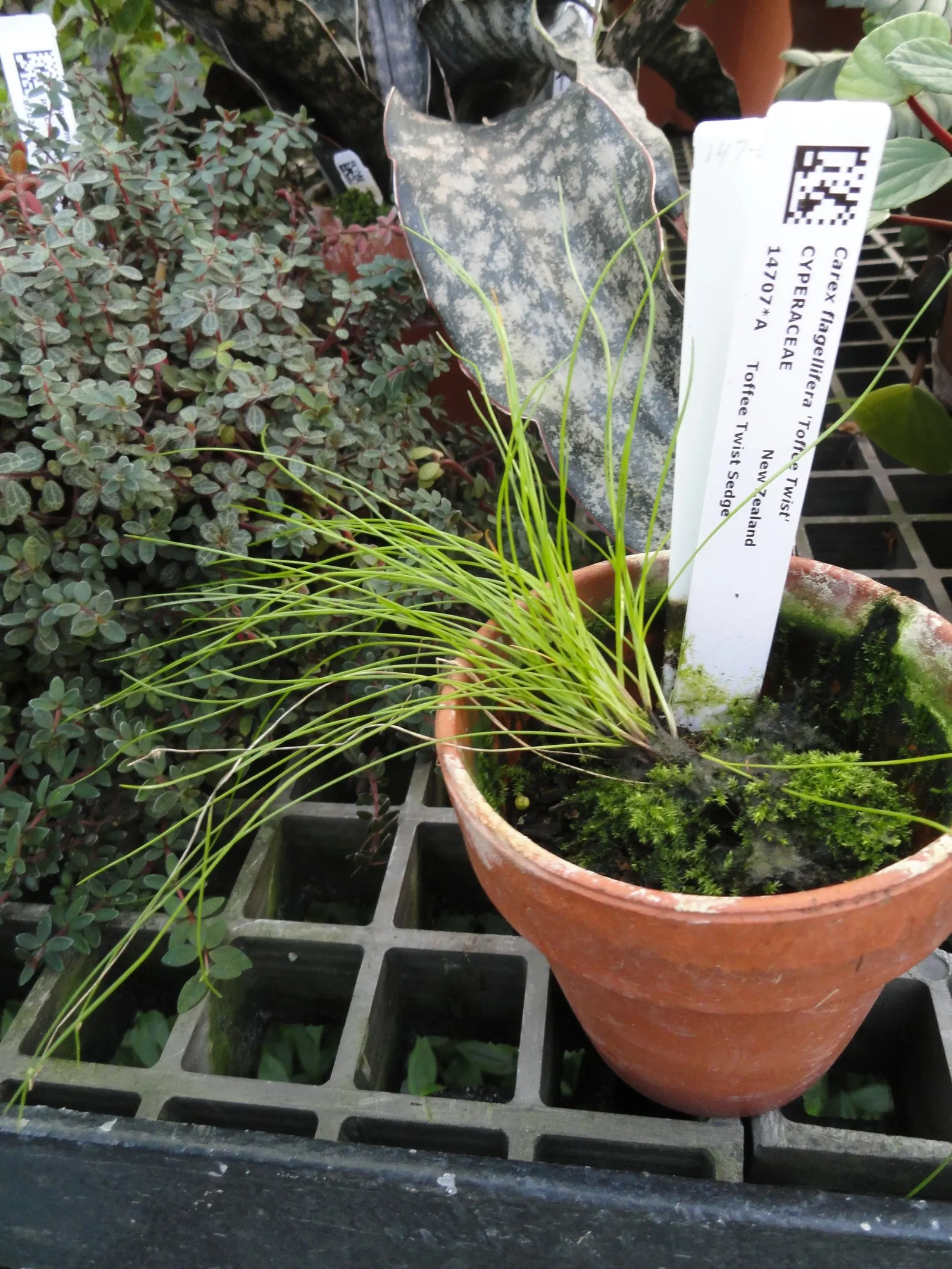 Curly Top Or Leather Leaf Sedge (Carex 'Toffee Twist') — is a striking ornamental grass with twisting