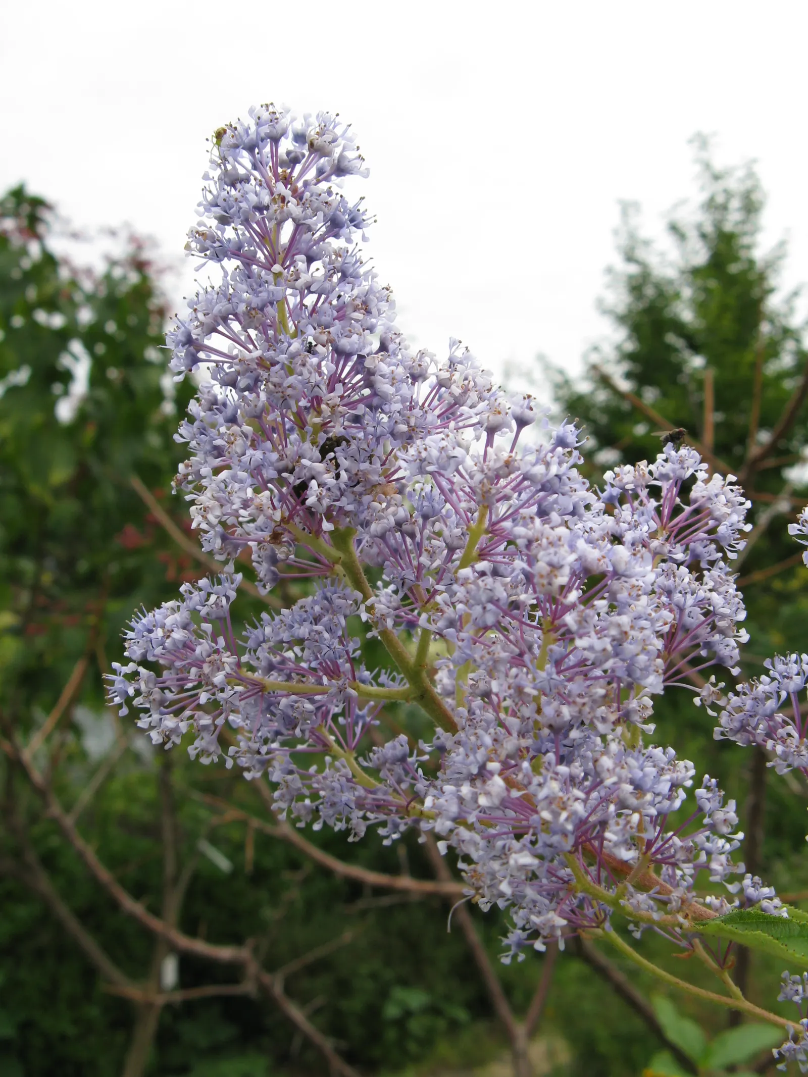 Pink Flowering Ceanothus (Ceanothus Pallidus 'Marie Simon') — The Ceanothus pallidus 'Marie Simon' is a deciduous shrub known for its delicate pink blossoms