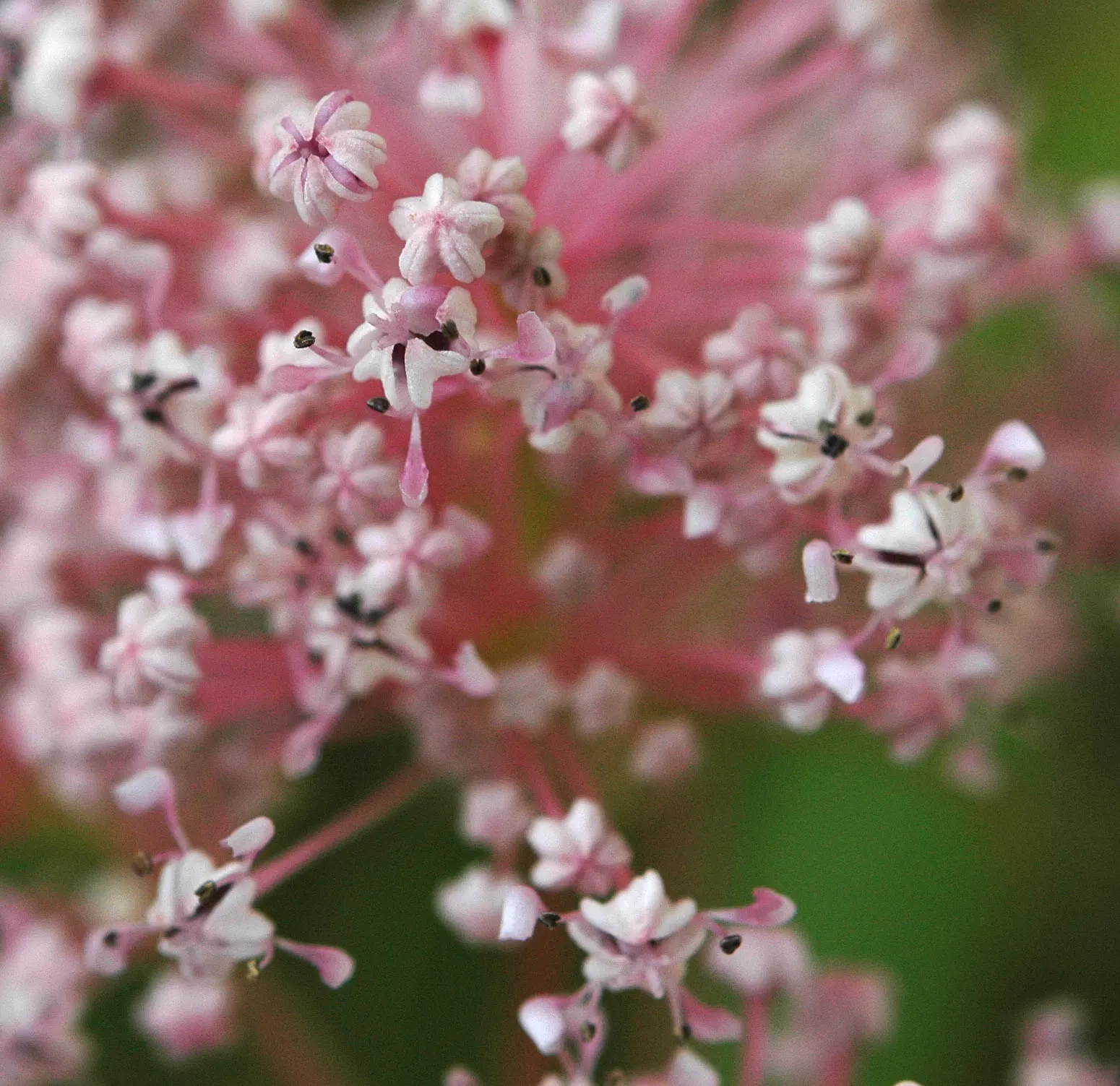 Pink Flowering Ceanothus (Ceanothus Pallidus 'Marie Simon') — Prefers full sun to partial shade and well-drained soil