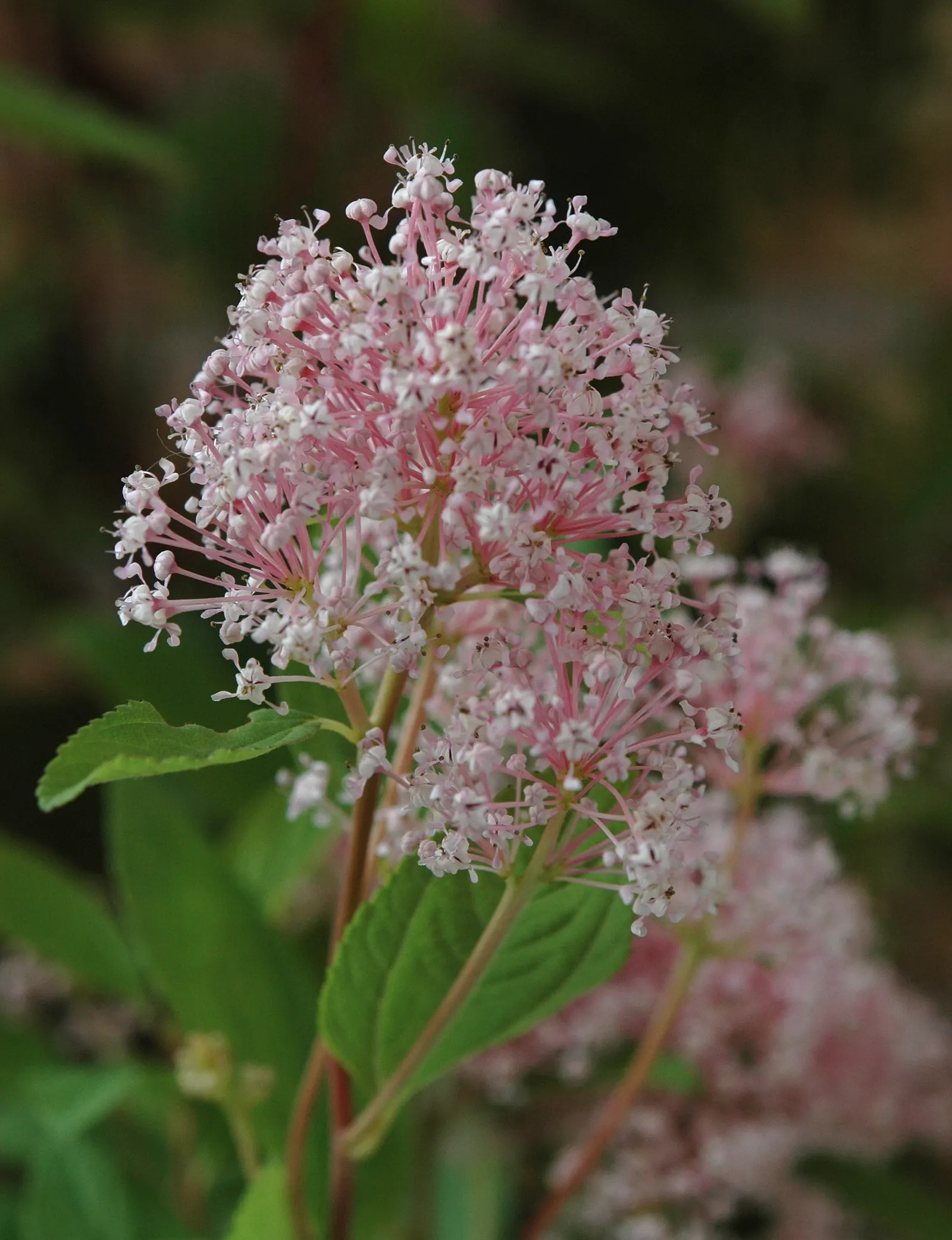 Pink Flowering Ceanothus (Ceanothus Pallidus 'Marie Simon') — It's drought-tolerant once established
