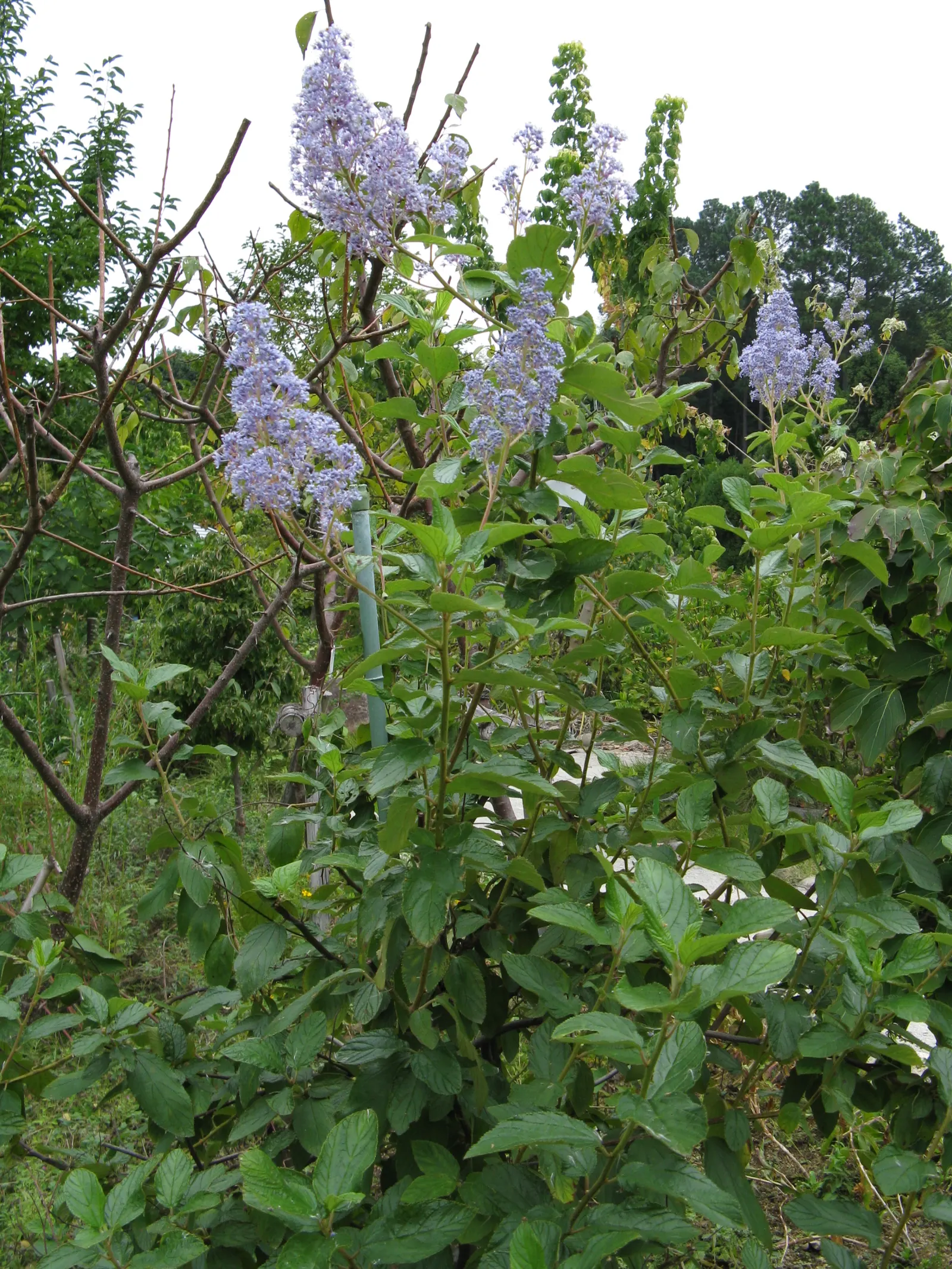 Pink Flowering Ceanothus (Ceanothus Pallidus 'Marie Simon') — A moderate grower, it reaches 4-6 feet in height and spreads 4-6 feet wide