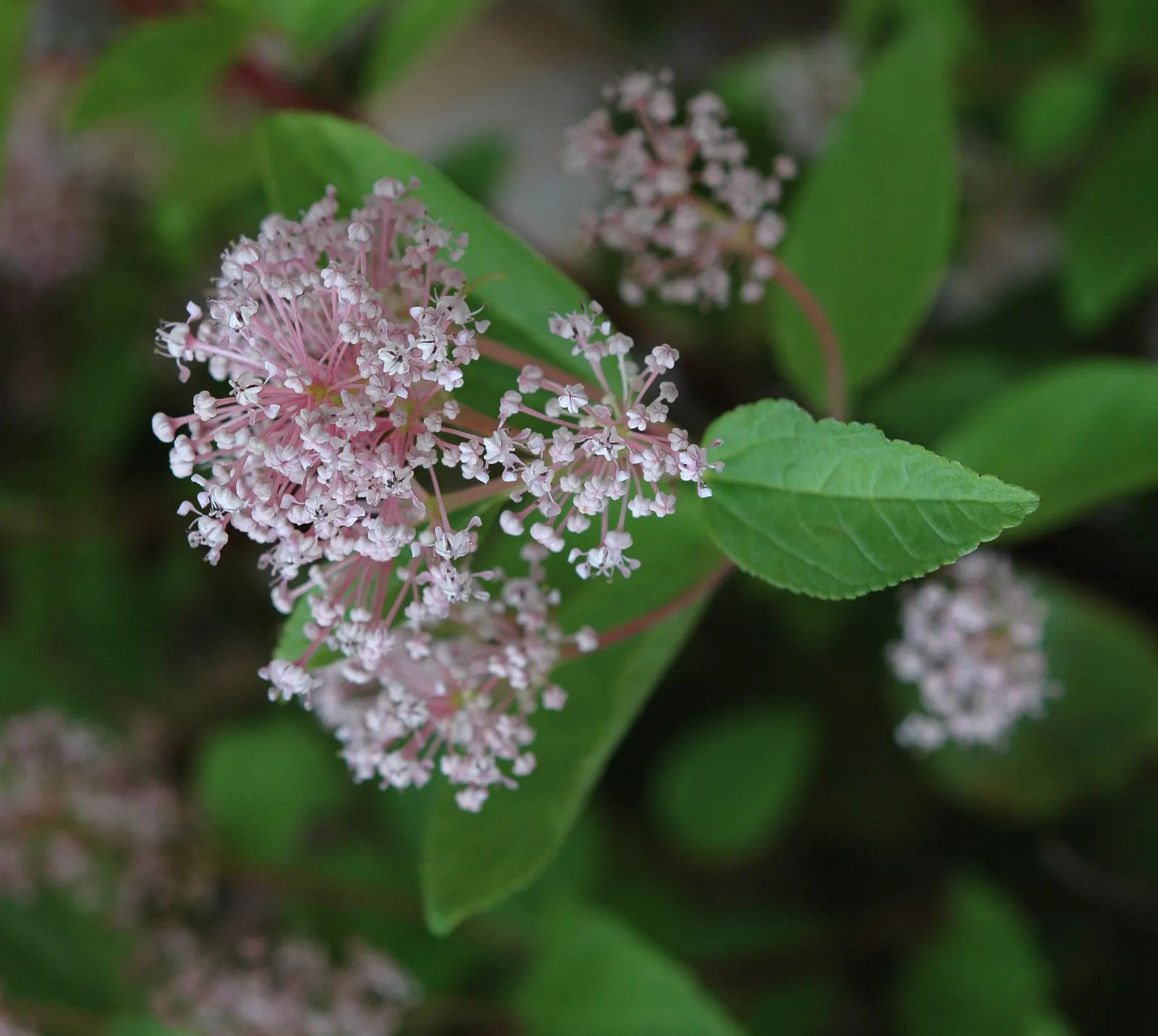 Pink Flowering Ceanothus (Ceanothus Pallidus 'Marie Simon') — Blooms emerge in late summer against light green foliage