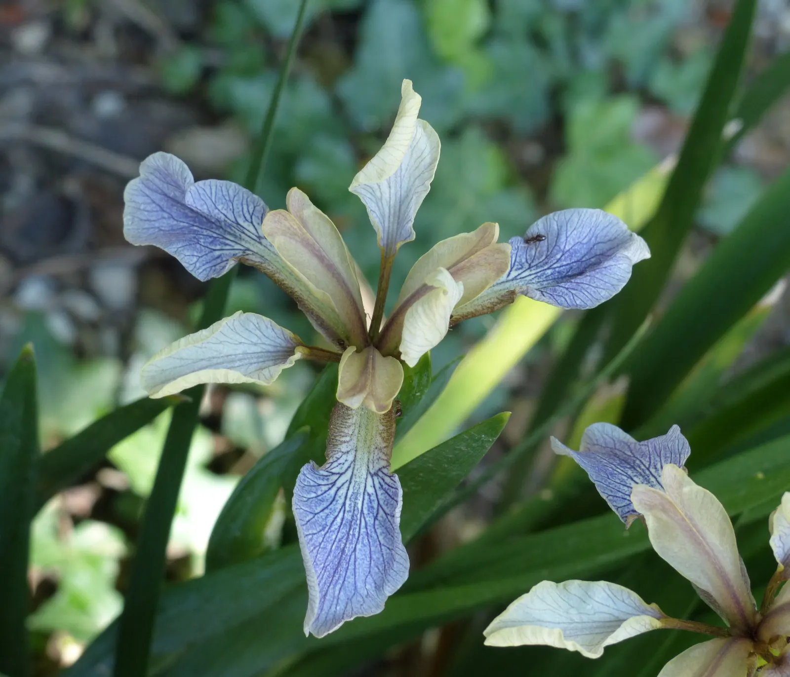 Stinking Iris (Iris Foetidissima) — perennial with lavender blooms; each approximately 2 to 3 inches across, image 80