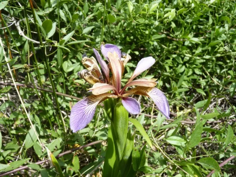 Stinking Iris (Iris Foetidissima) — its most striking feature is the vibrant orange seeds; despite the "stinking" title, image 60