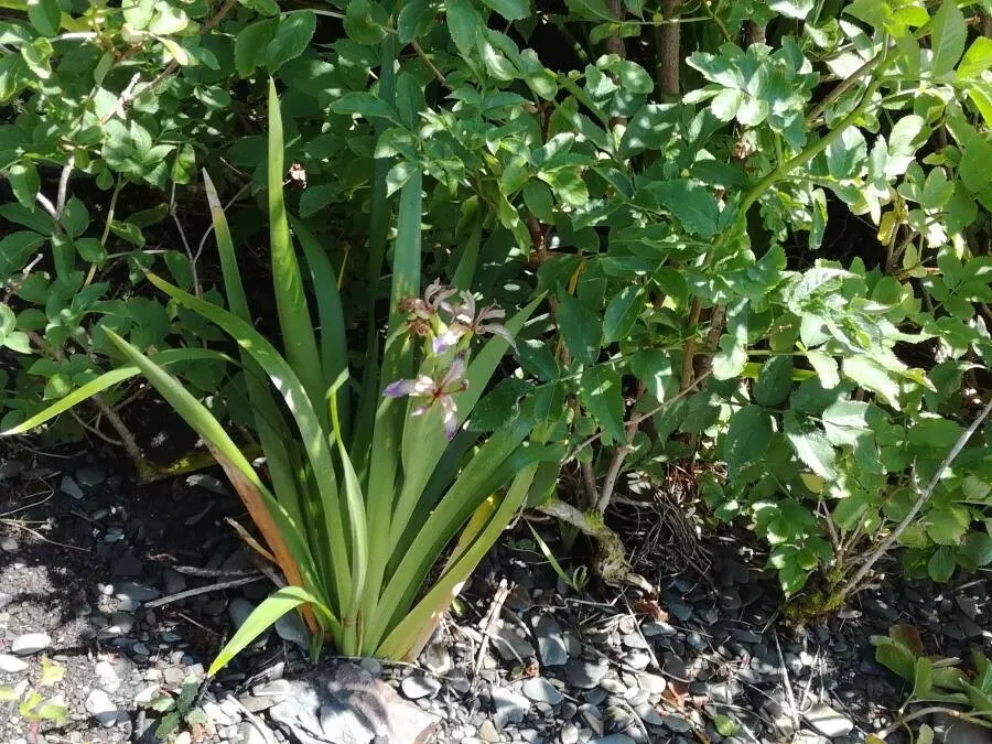 Stinking Iris (Iris Foetidissima) — it blooms with pale lavender to yellow flowers; commonly known as Stinking Iris