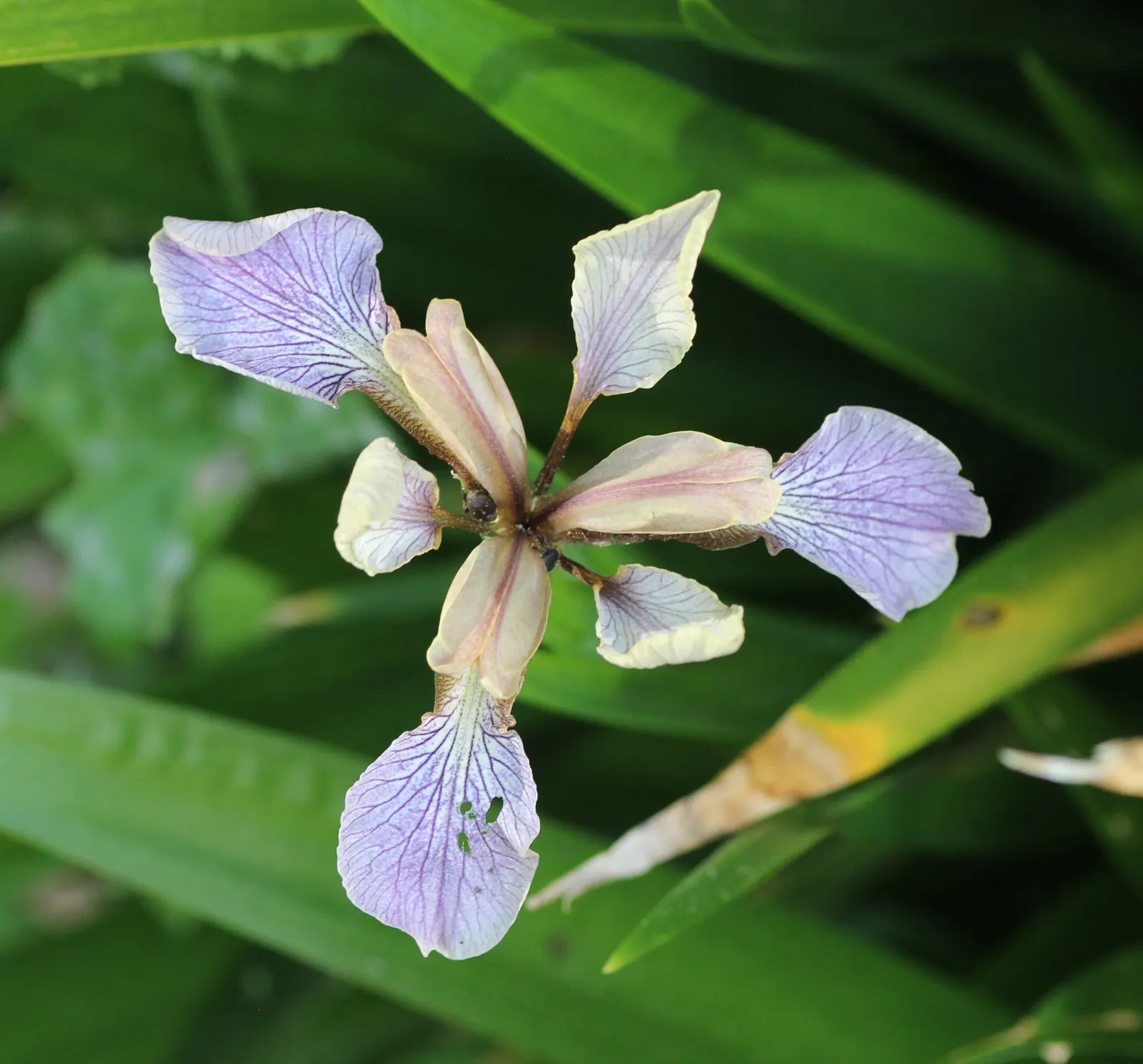Stinking Iris (Iris Foetidissima) — offering a splash of color in subdued landscapes._zones 5-9; perennial with lavender blooms