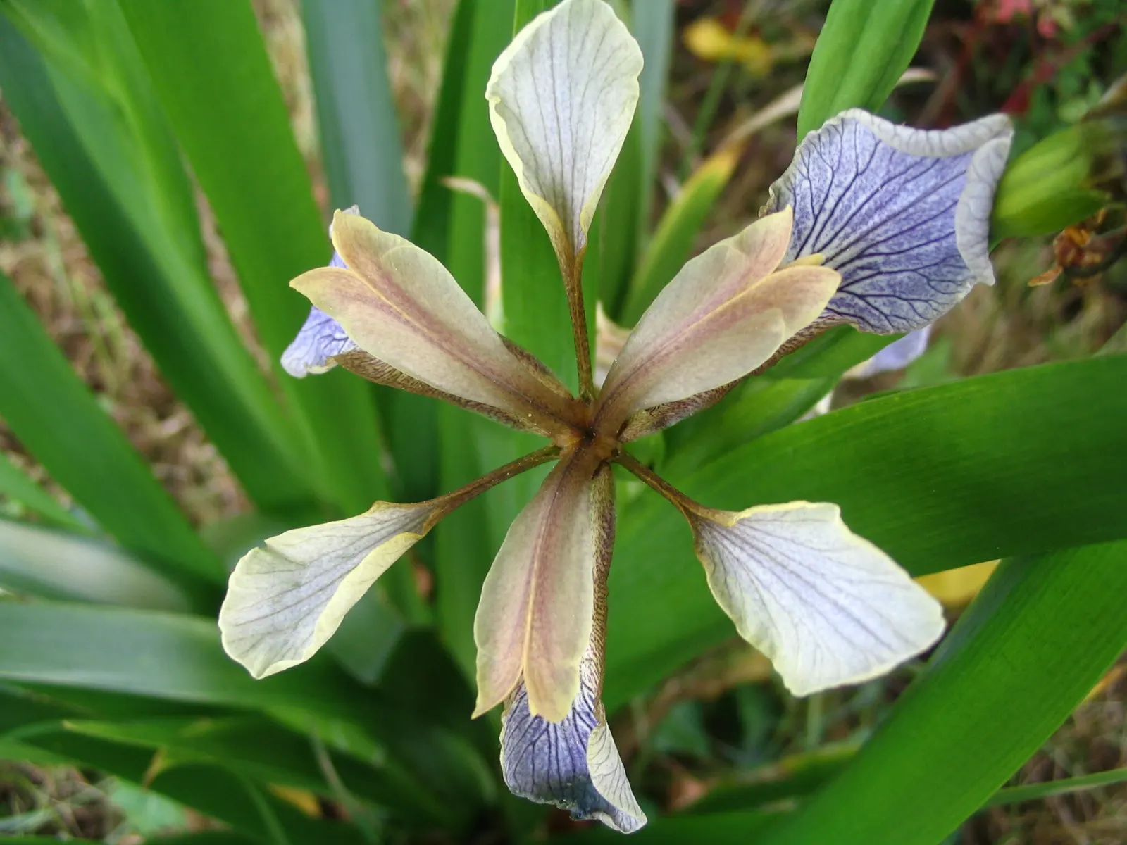 Stinking Iris (Iris Foetidissima) — offering a splash of color in subdued landscapes._zones 5-9; perennial with lavender blooms, image 89