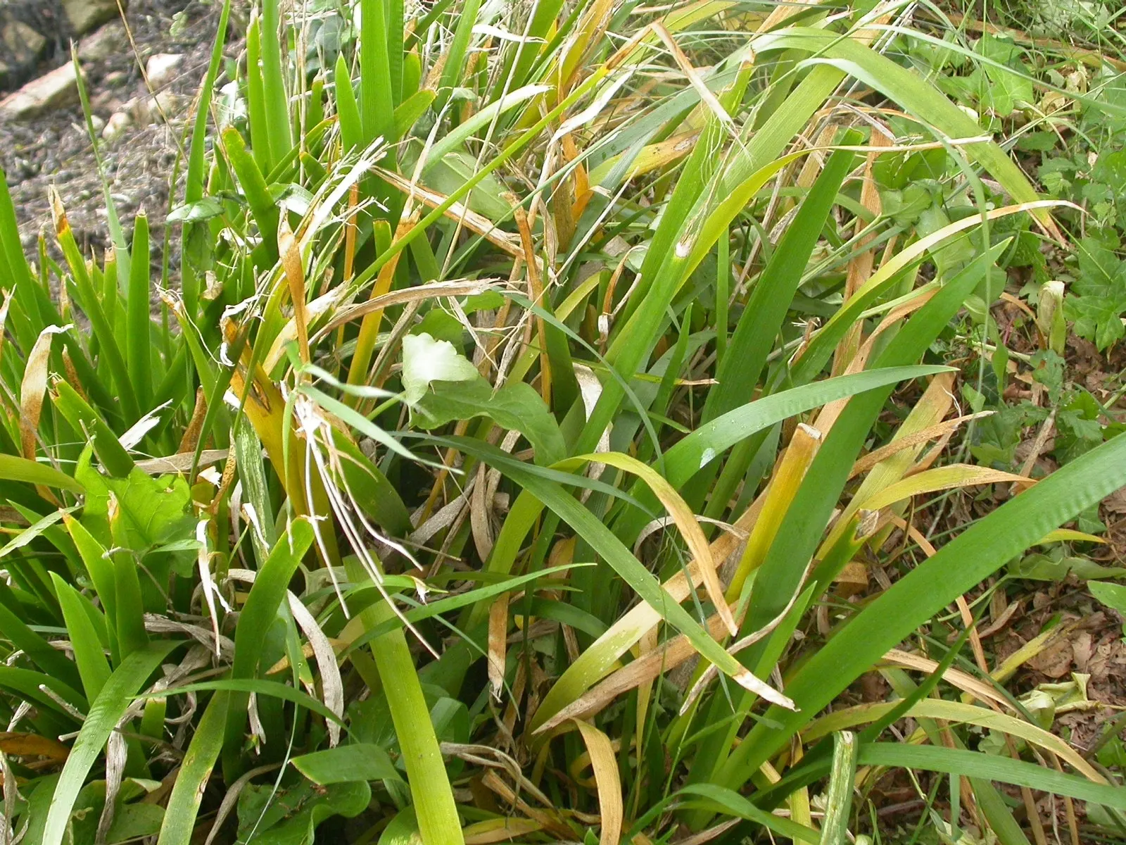 Stinking Iris (Iris Foetidissima) — reaching 1.5-2 feet in height; while the flowers are understated and not highly fragrant