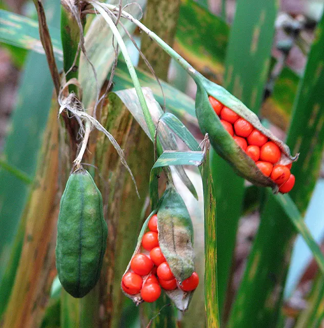 Stinking Iris (Iris Foetidissima) — reaching 1.5-2 feet in height; while the flowers are understated and not highly fragrant, image 57