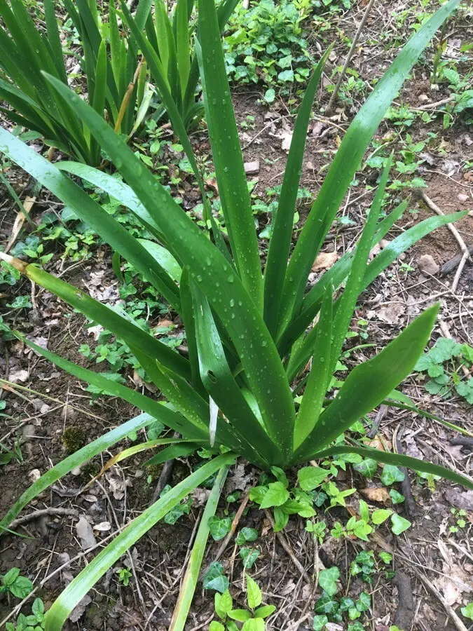 Stinking Iris (Iris Foetidissima) — thrives in partial to full shade; earns its name from the unpleasant scent released when its leaves are crushed, image 83