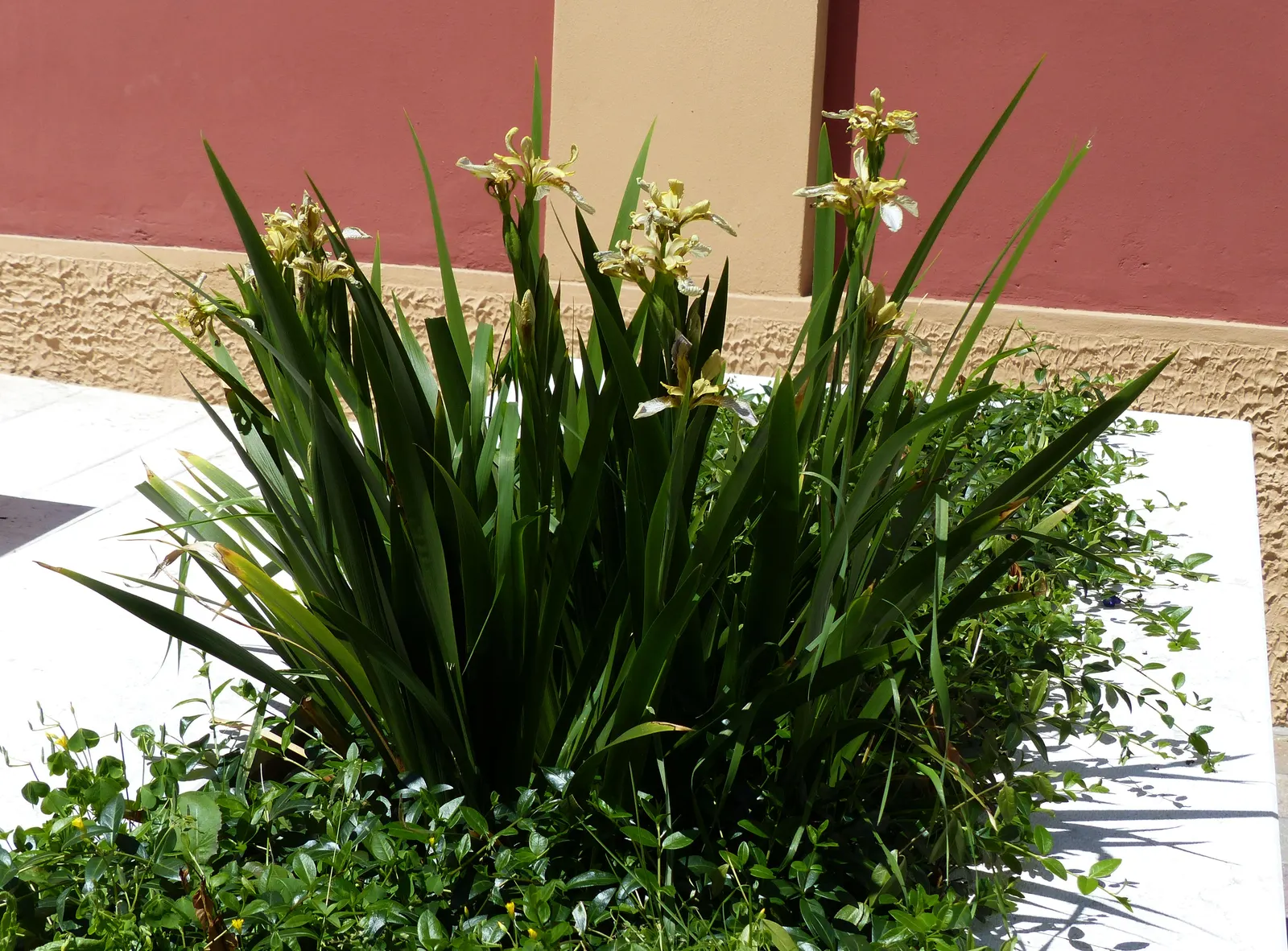 Stinking Iris (Iris Foetidissima) — its most striking feature is the vibrant orange seeds; despite the "stinking" title