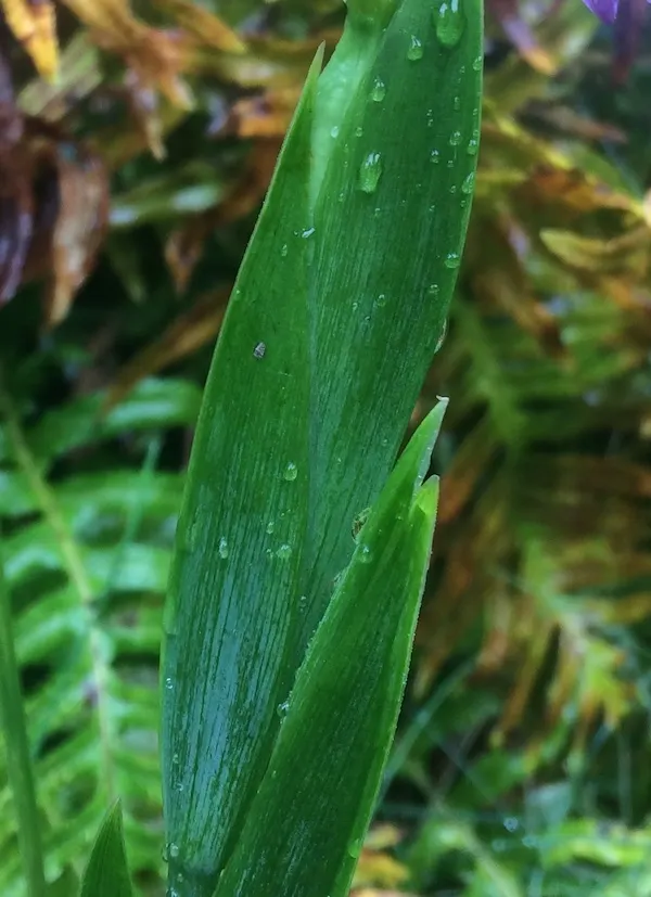 Stinking Iris (Iris Foetidissima) — perennial for full or half; making it a practical selection for water-conserving landscapes, image 81