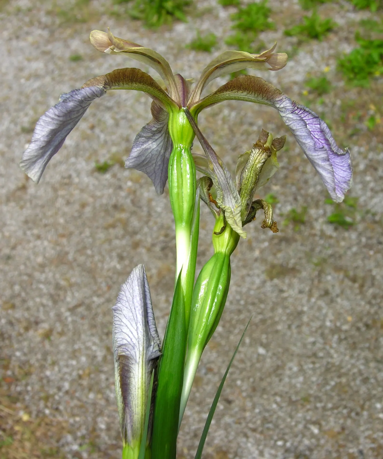 Stinking Iris (Iris Foetidissima) — this hardy perennial showcases delicate purple flowers in late spring, image 32