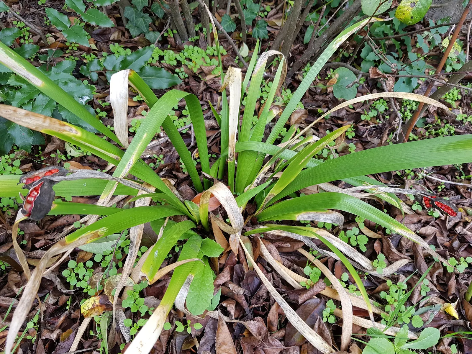 Stinking Iris (Iris Foetidissima) — commonly known as Stinking Iris; noted for its foul-smelling leaves when crushed, image 82
