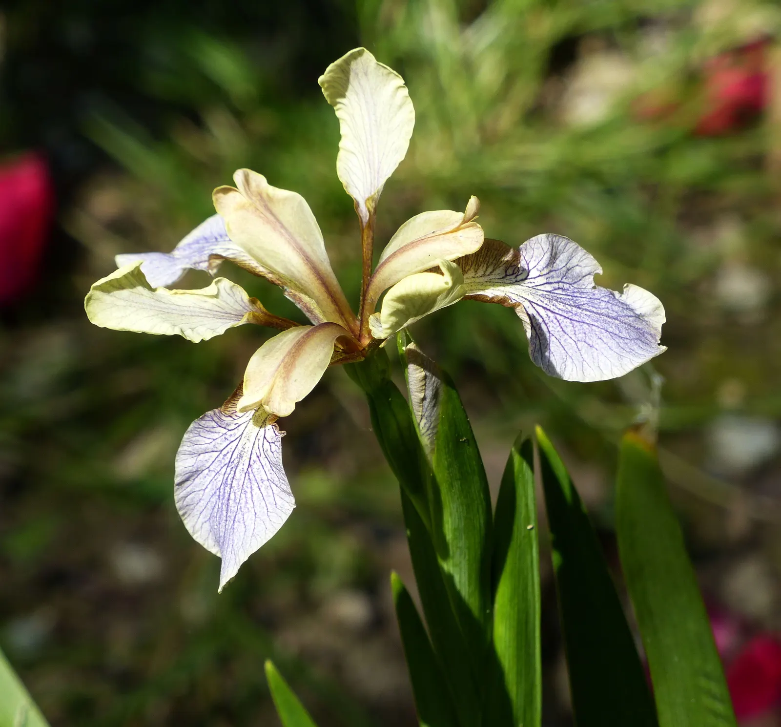 Stinking Iris (Iris Foetidissima) — evergreen leaves that grow in dense clumps, image 68