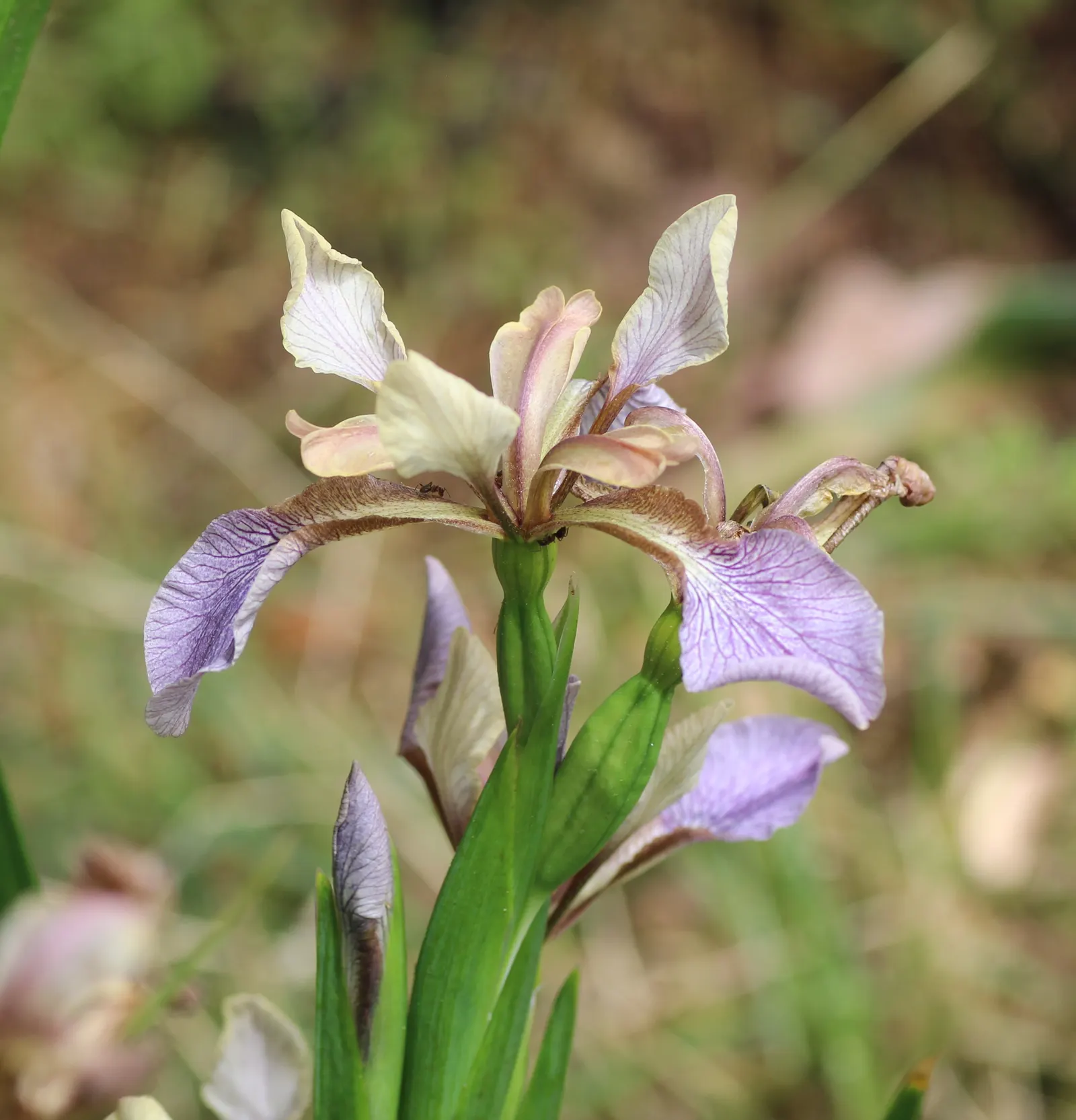 Stinking Iris (Iris Foetidissima) — scientifically known as Iris foetidissima; its most striking feature is the vibrant orange seeds, image 63