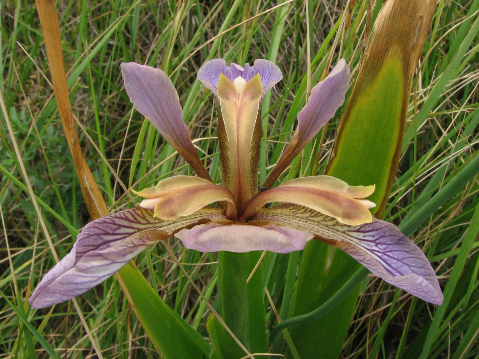 Stinking Iris (Iris Foetidissima) — Noted for its foul-smelling leaves when crushed; lavender flowers in the garden, image 85