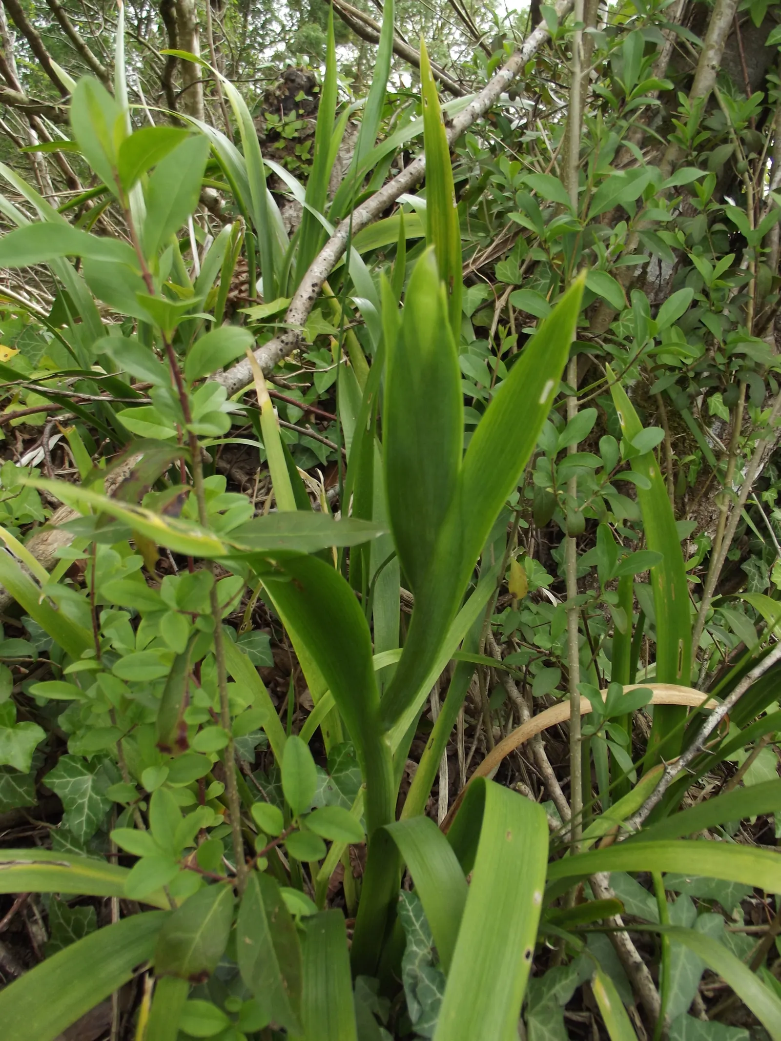 Stinking Iris (Iris Foetidissima) — lavender flowers in the garden; presents a peculiar yet intriguing addition to your garden, image 79