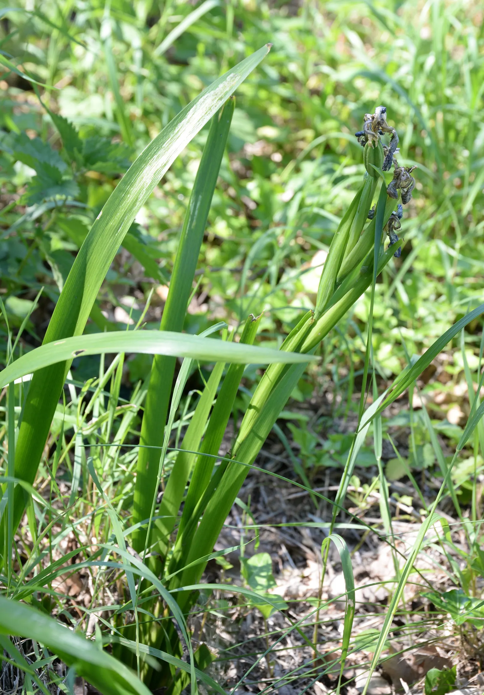Stinking Iris (Iris Foetidissima) — perennial with lavender blooms