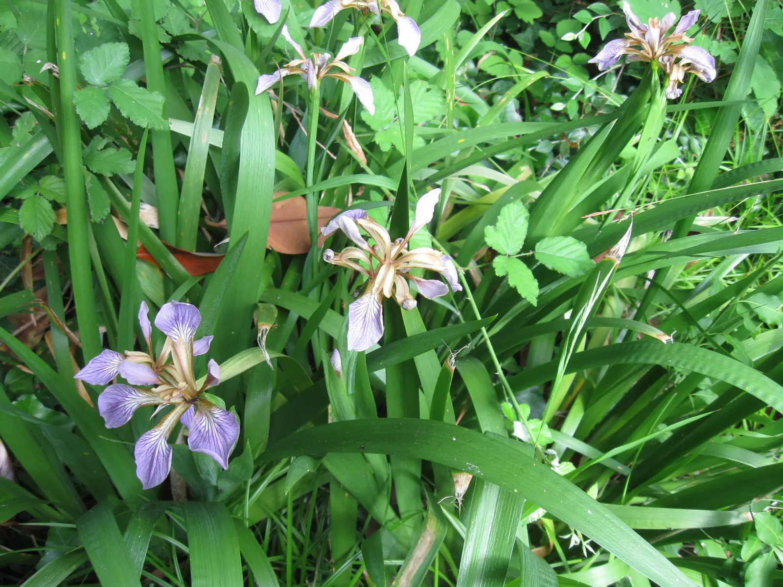 Stinking Iris (Iris Foetidissima) — this hardy perennial showcases delicate purple flowers in late spring, image 86