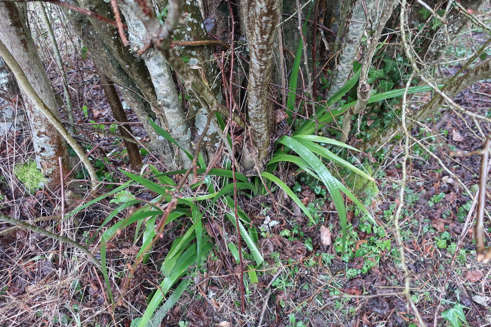 Stinking Iris (Iris Foetidissima) — perennial with lavender blooms; each approximately 2 to 3 inches across