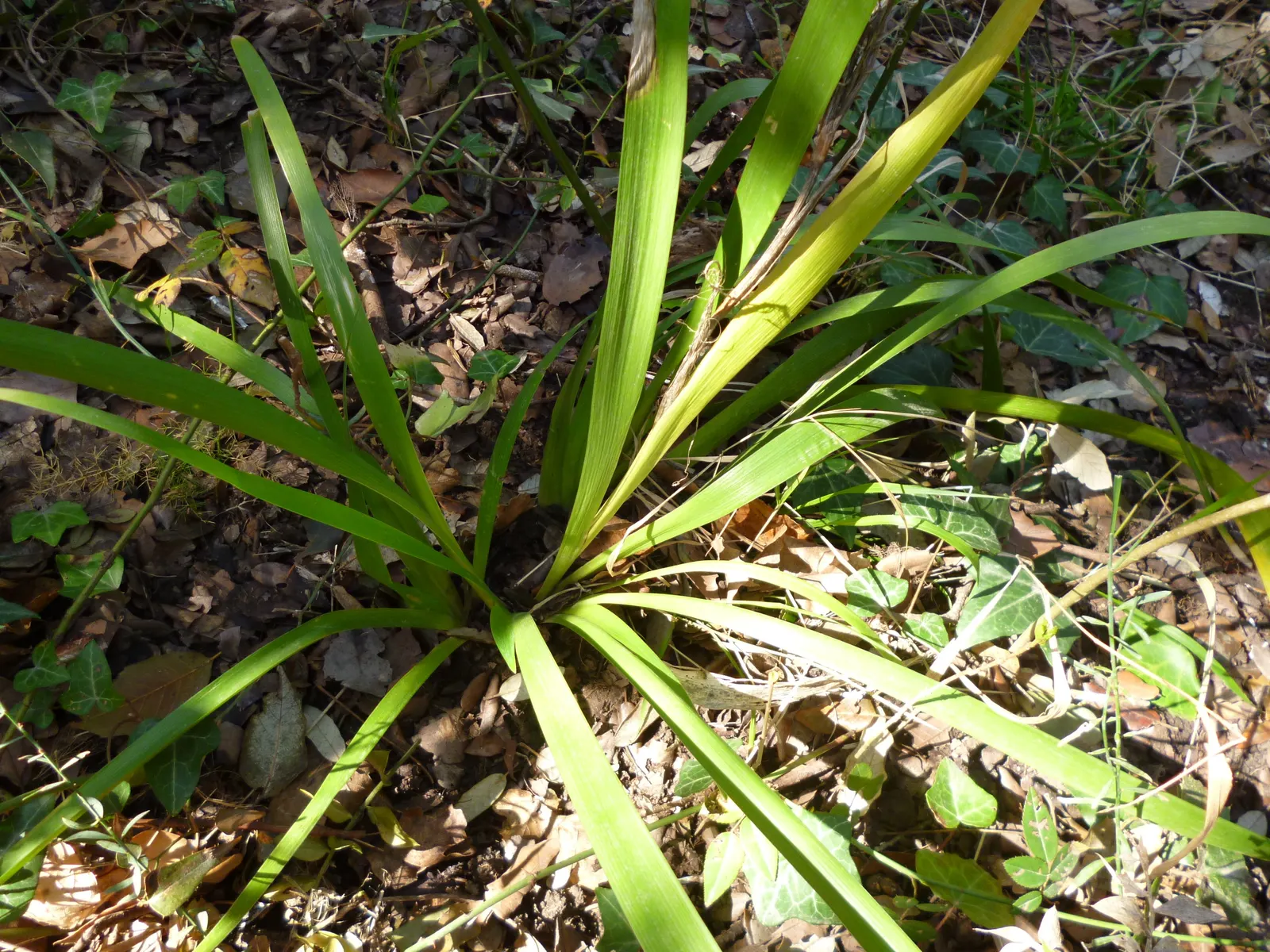 Stinking Iris (Iris Foetidissima) — These vibrant seeds provide a stark contrast against the foliage and are a draw for birds; thrives in partial, image 74