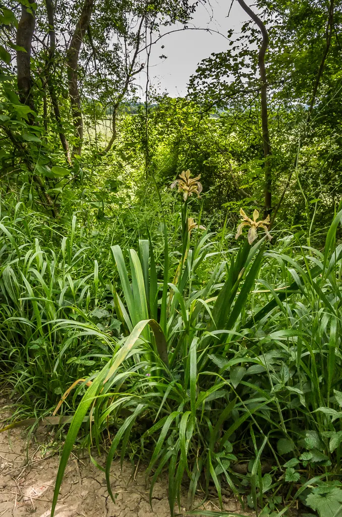 Stinking Iris (Iris Foetidissima) — each approximately 2 to 3 inches across; offering a splash of color in subdued landscapes._zones 5-9, image 71