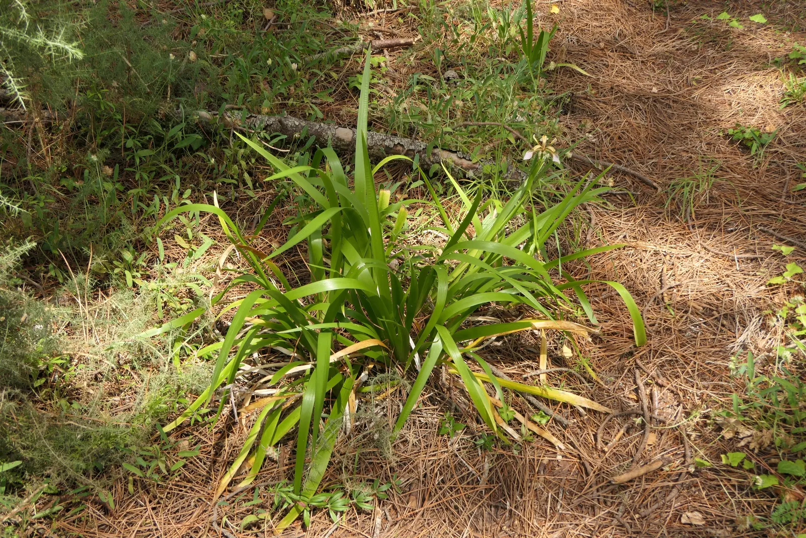 Stinking Iris (Iris Foetidissima) — Noted for its foul-smelling leaves when crushed; lavender flowers in the garden