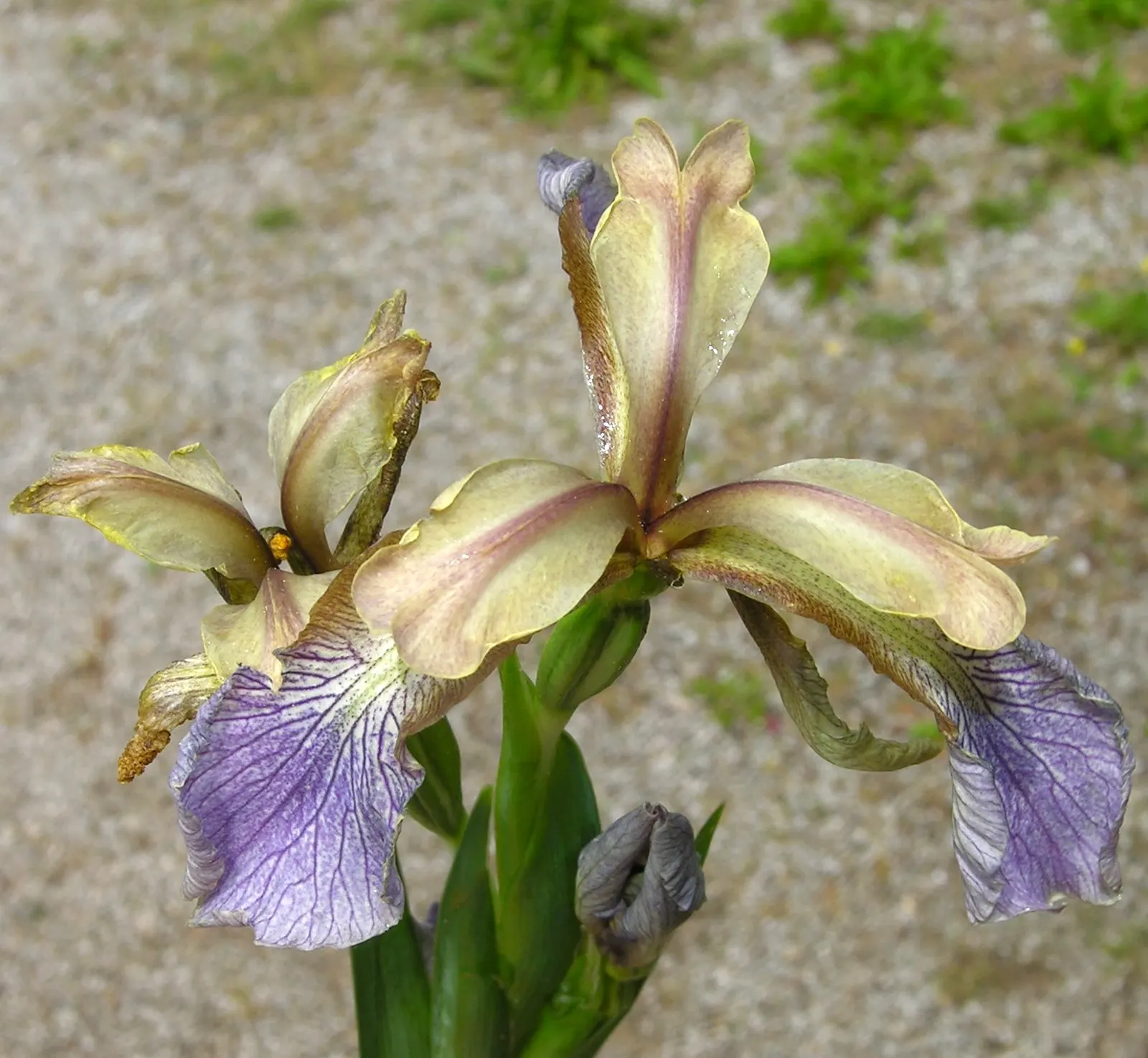 Stinking Iris (Iris Foetidissima) — displayed in open seedpods throughout fall and winter; which become visible in the autumn when the seed pods split open