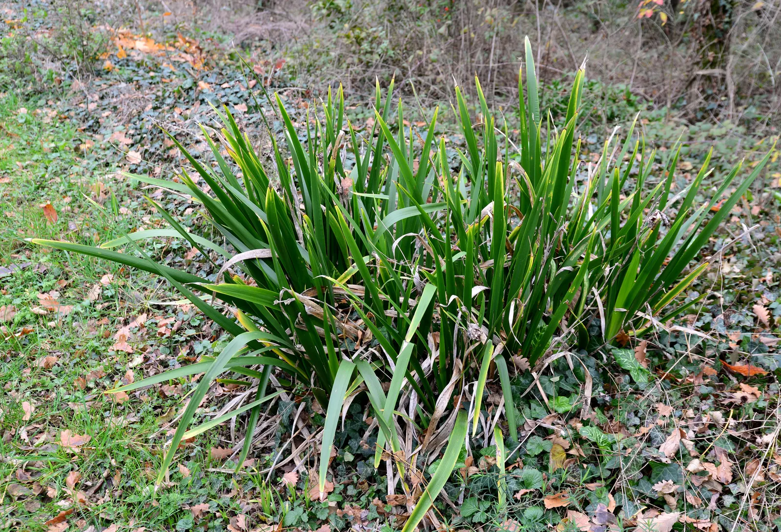 Stinking Iris (Iris Foetidissima) — making it a practical selection for water-conserving landscapes; reaching 1.5-2 feet in height, image 78