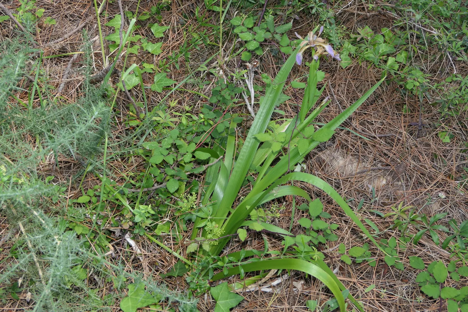 Stinking Iris (Iris Foetidissima) — thrives in partial to full shade; earns its name from the unpleasant scent released when its leaves are crushed