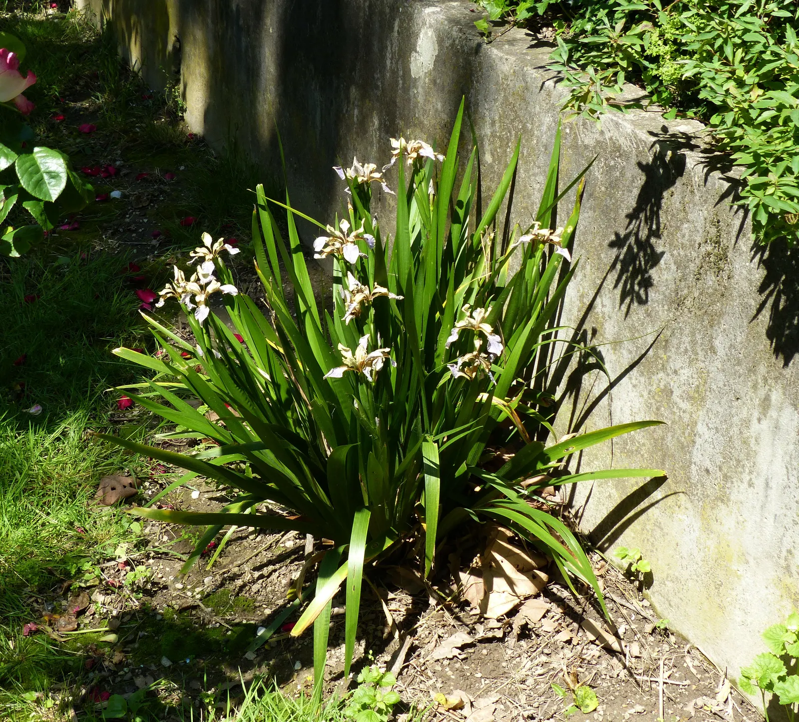 Stinking Iris (Iris Foetidissima) — its most striking feature is the vibrant orange seeds; despite the "stinking" title, image 87