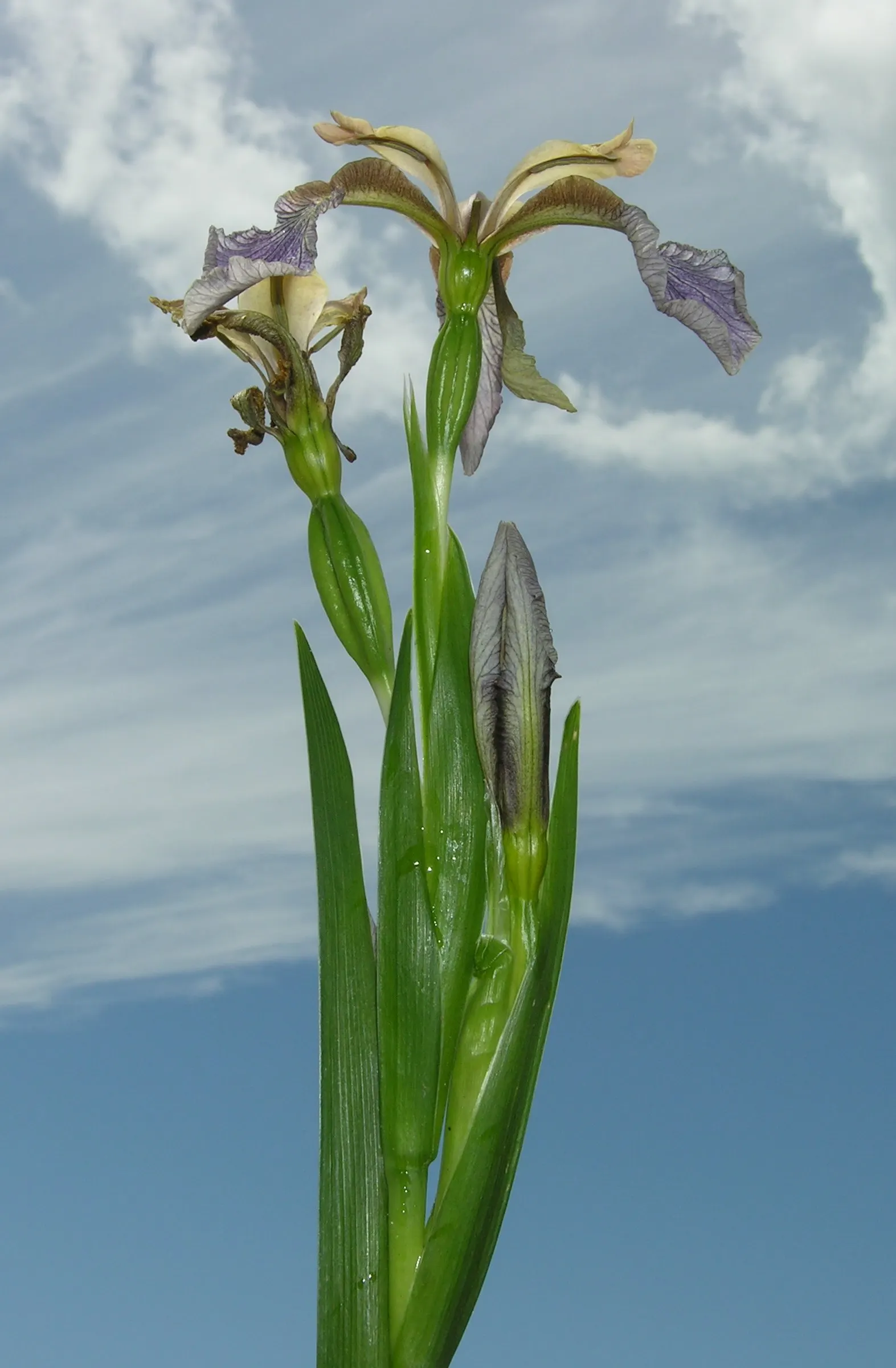 Stinking Iris (Iris Foetidissima) — Noted for its foul-smelling leaves when crushed; lavender flowers in the garden, image 58