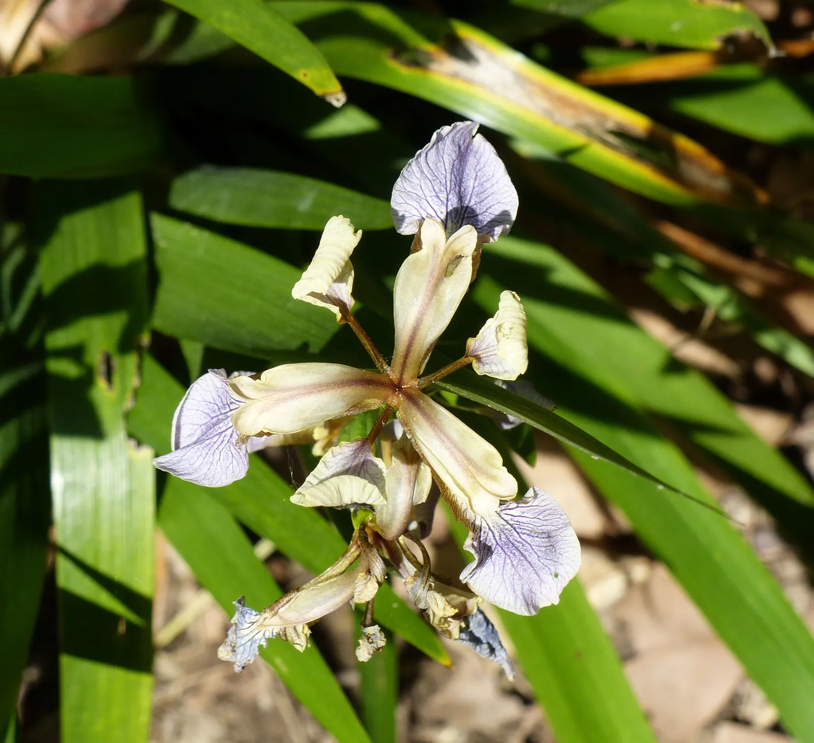 Stinking Iris (Iris Foetidissima) — Iris foetidissima is remarkably disease-resistant and requires minimal maintenance; scientifically known as Iris, image 75