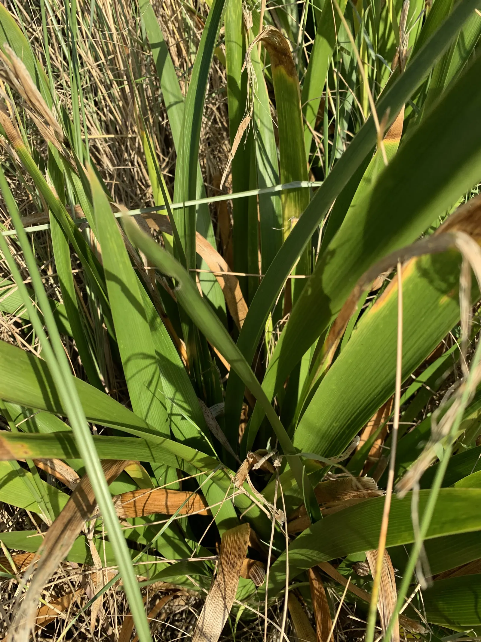 Stinking Iris (Iris Foetidissima) — which become visible in the autumn when the seed pods split open; it\'s an ideal choice for underplanting in, image 73