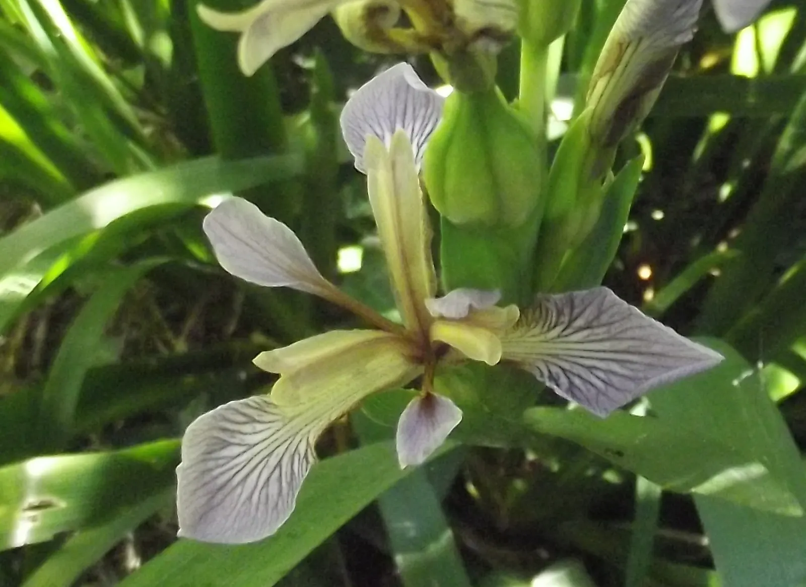 Stinking Iris (Iris Foetidissima) — this iris is drought-tolerant once established, image 77