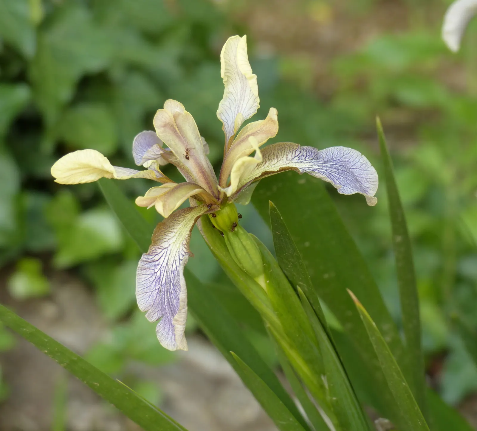 Stinking Iris (Iris Foetidissima) — presents a peculiar yet intriguing addition to your garden; this herbaceous perennial features long, image 64
