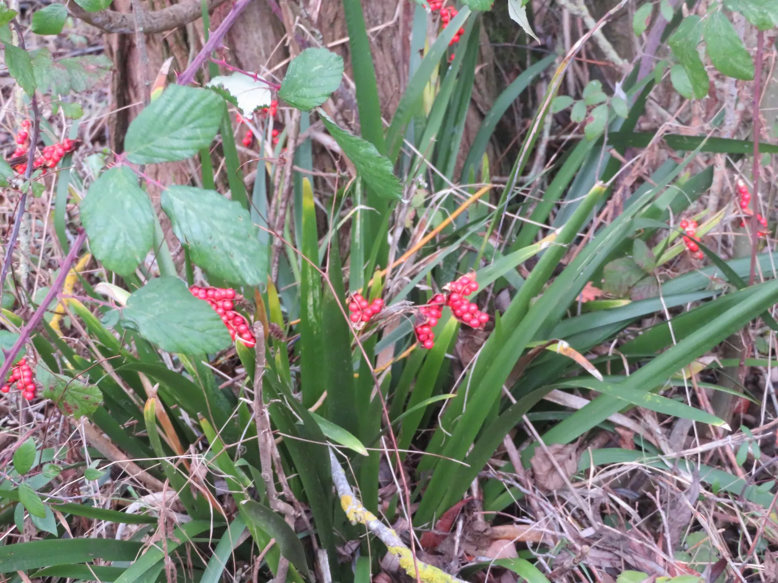 Stinking Iris (Iris Foetidissima) — it blooms with pale lavender to yellow flowers; commonly known as Stinking Iris, image 70