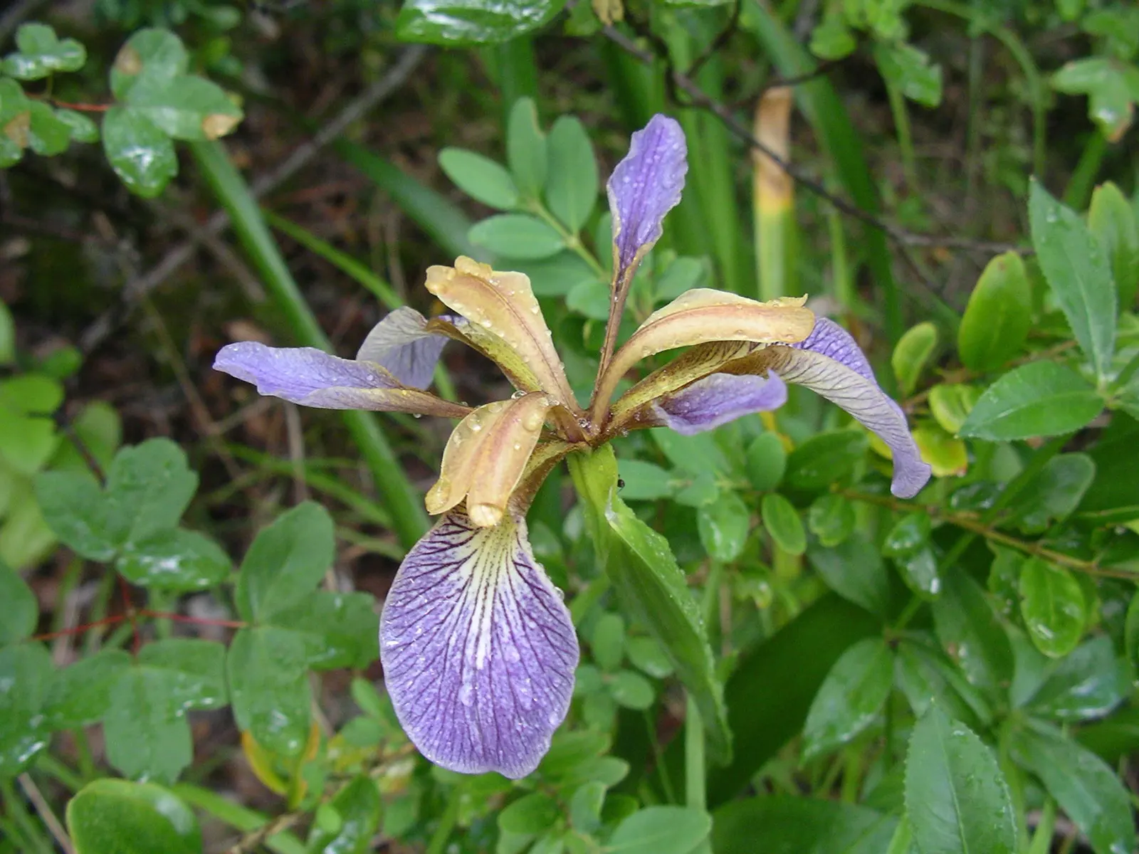 Stinking Iris (Iris Foetidissima) — scientifically known as Iris foetidissima; its most striking feature is the vibrant orange seeds