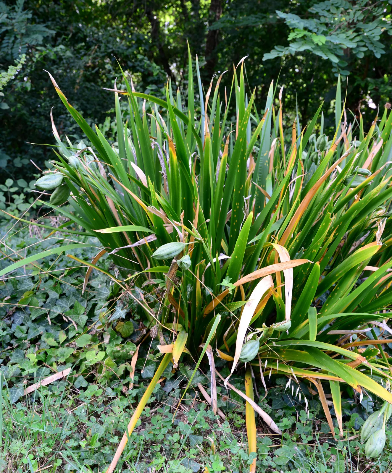 Stinking Iris (Iris Foetidissima) — this herbaceous perennial features long; displayed in open seedpods throughout fall and winter, image 67