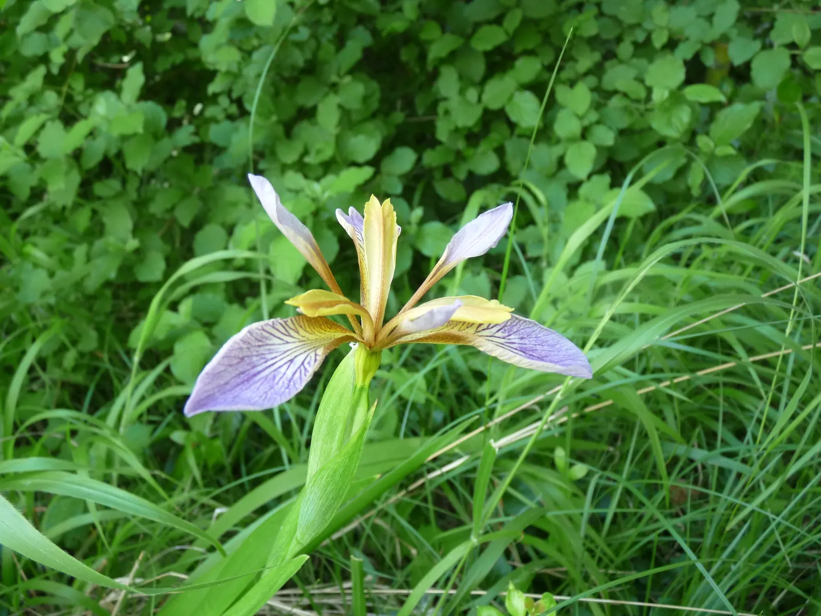 Stinking Iris (Iris Foetidissima) — this iris is drought-tolerant once established, image 50